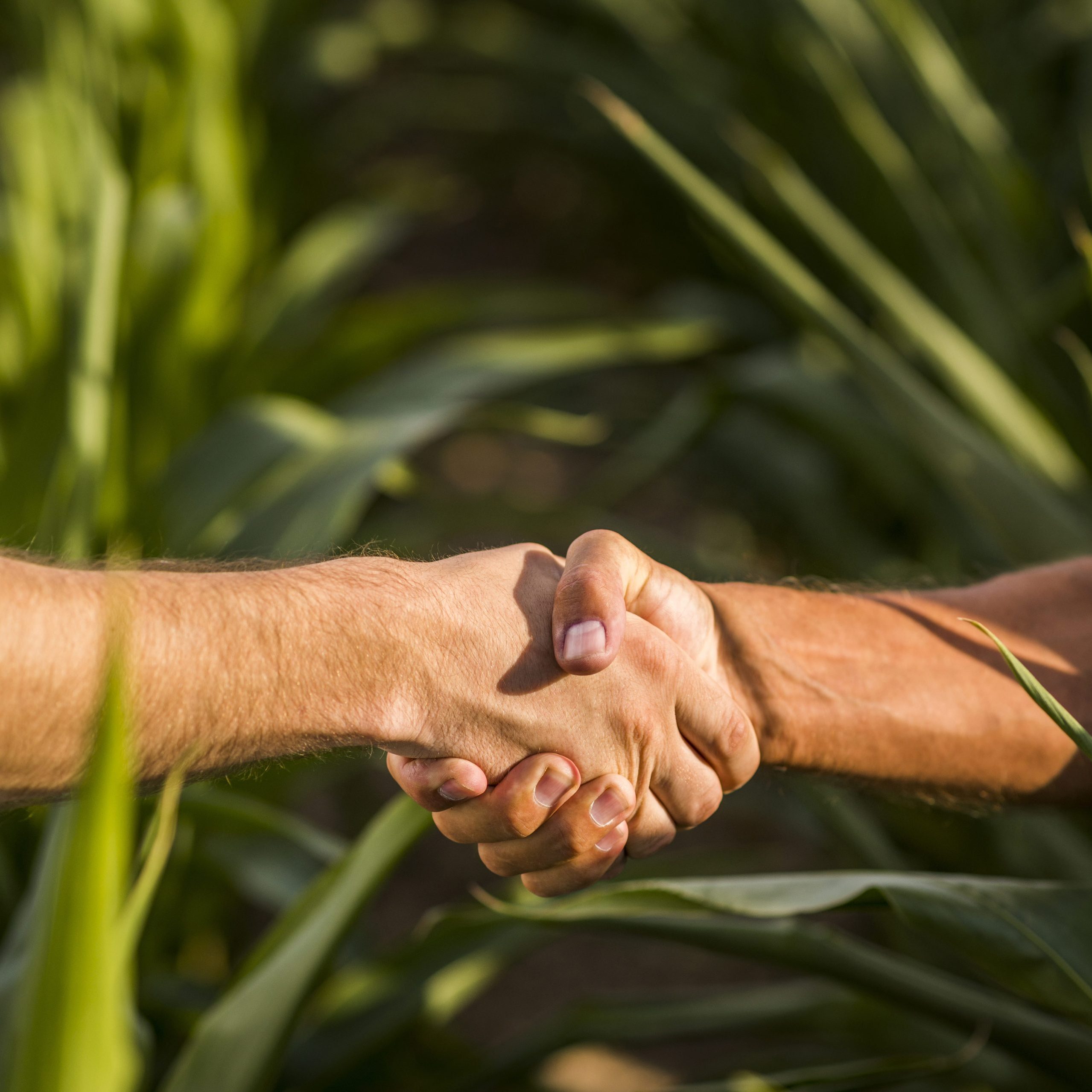 close-up-man-handshake-sunny-day